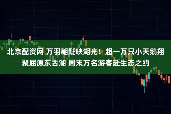 北京配资网 万羽翩跹映湖光！超一万只小天鹅翔聚屈原东古湖 周末万名游客赴生态之约
