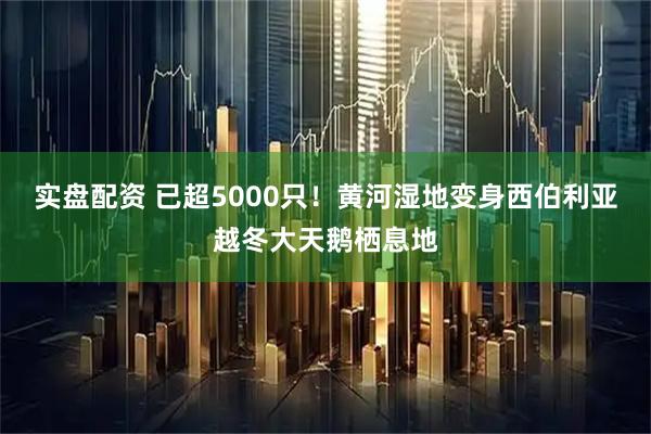 实盘配资 已超5000只！黄河湿地变身西伯利亚越冬大天鹅栖息地